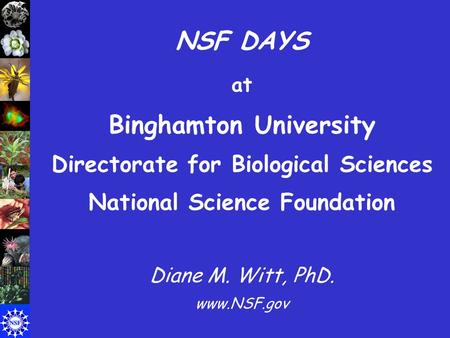 NSF DAYS at Binghamton University Directorate for Biological Sciences National Science Foundation Diane M. Witt, PhD. www.NSF.gov.