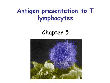 Antigen presentation to T lymphocytes Chapter 5. Objectives Explain and illustrate the mechanisms of antigen processing for presentation on –MHC I –MHC.
