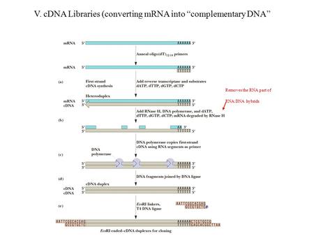 V. cDNA Libraries (converting mRNA into “complementary DNA” Removes the RNA part of RNA:DNA hybrids.