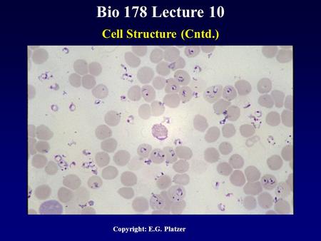 Bio 178 Lecture 10 Cell Structure (Cntd.) Copyright: E.G. Platzer.