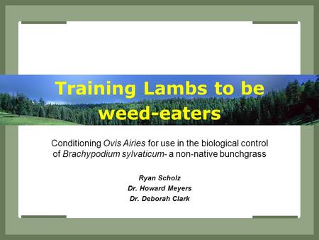 Training Lambs to be weed-eaters Conditioning Ovis Airies for use in the biological control of Brachypodium sylvaticum- a non-native bunchgrass Ryan Scholz.