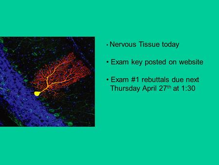 Nervous Tissue today Exam key posted on website Exam #1 rebuttals due next Thursday April 27 th at 1:30.