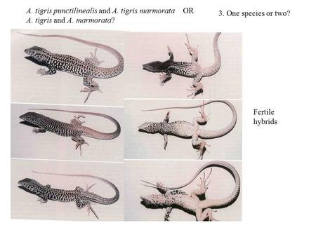 A. tigris punctilinealis and A. tigris marmorata OR A. tigris and A. marmorata? 3. One species or two? Fertile hybrids.