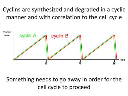 Cyclins are synthesized and degraded in a cyclic manner and with correlation to the cell cycle Protein Level Time cyclin A cyclin B MMM Something needs.