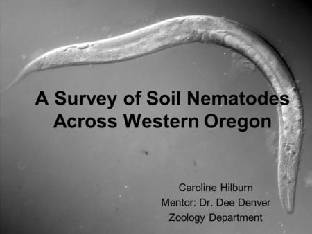 A Survey of Soil Nematodes Across Western Oregon Caroline Hilburn Mentor: Dr. Dee Denver Zoology Department.