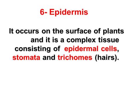 6- Epidermis It occurs on the surface of plants and it is a complex tissue consisting of epidermal cells, stomata and trichomes (hairs).