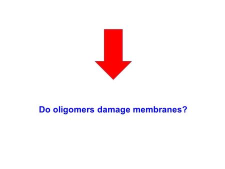 Do oligomers damage membranes?. Oligomers bind to vesicle membranes (in vitro incubation with ex-vivo or artificial lipids) Brain derived lipids Phosphatidylglycerol.