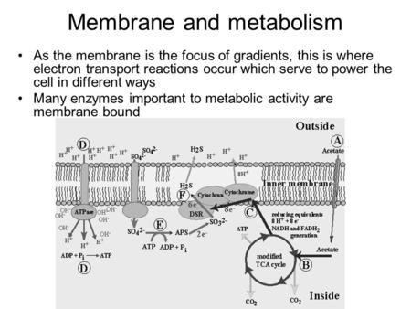 Membrane and metabolism As the membrane is the focus of gradients, this is where electron transport reactions occur which serve to power the cell in different.