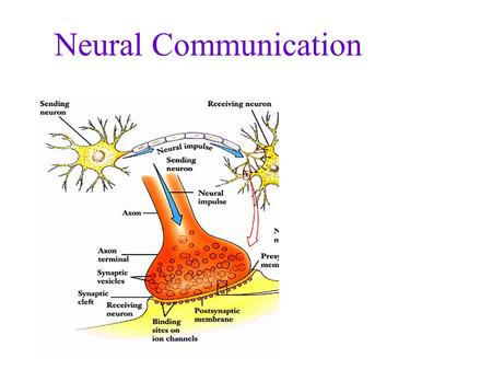 Neural Communication Ramon y Cajal Nobel Prize in Medicine 1906 Sketch of retina (1900) 1852-1934.