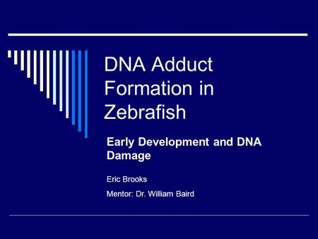 DNA Adduct Formation in Zebrafish Early Development and DNA Damage Eric Brooks Mentor: Dr. William Baird.