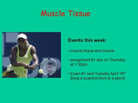 Muscle Tissue Events this week: muscle tissue and muscle assignment #1 due on Thursday at 1:30pm Exam #1 next Tuesday April 18 th Bring a scantron form.