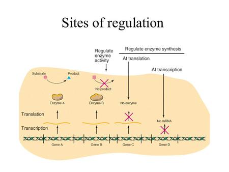 Sites of regulation. Feedback inhibition Mechanism of allosteric inhibition.