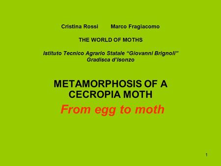1 Cristina Rossi Marco Fragiacomo THE WORLD OF MOTHS Istituto Tecnico Agrario Statale “Giovanni Brignoli” Gradisca d’Isonzo METAMORPHOSIS OF A CECROPIA.