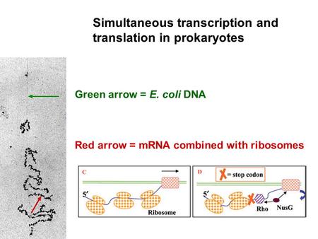 Simultaneous transcription and translation in prokaryotes Green arrow = E. coli DNA Red arrow = mRNA combined with ribosomes.