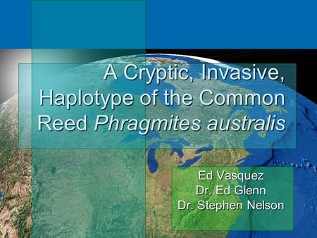 A Cryptic, Invasive, Haplotype of the Common Reed Phragmites australis Ed Vasquez Dr. Ed Glenn Dr. Stephen Nelson.