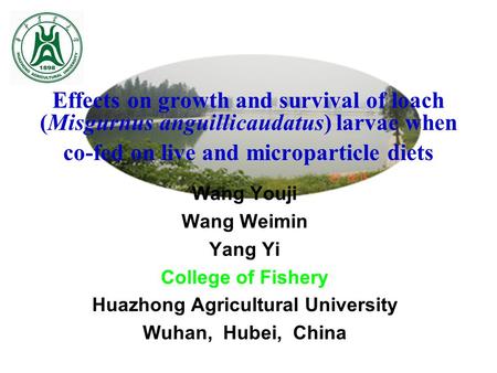 Wang Youji Wang Weimin Yang Yi College of Fishery Huazhong Agricultural University Wuhan, Hubei, China Effects on growth and survival of loach (Misgurnus.