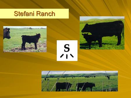 Stefani Ranch. Introduction Cattle Industry is not exactly “online” Reputation is critical Goal of Registered Angus Ranch –Known genetics –Proven metrics.