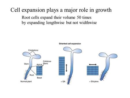 Cell expansion plays a major role in growth Root cells expand their volume 50 times by expanding lengthwise but not widthwise.