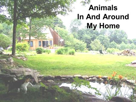 Animals In And Around My Home. by Patricia Tierney.