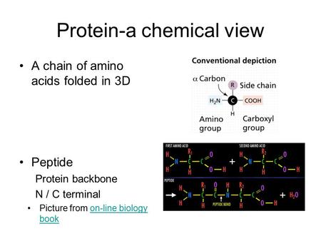 Protein-a chemical view A chain of amino acids folded in 3D Picture from on-line biology bookon-line biology book Peptide Protein backbone N / C terminal.