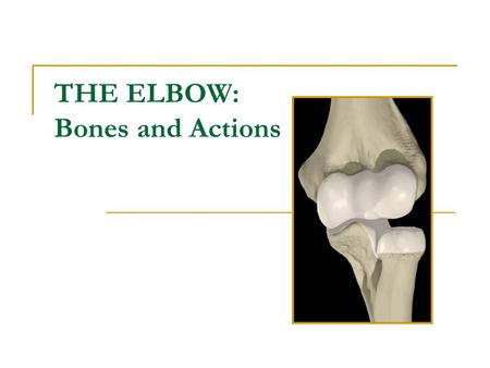 THE ELBOW: Bones and Actions