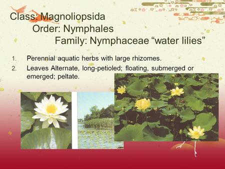 Class: Magnoliopsida Order: Nymphales Family: Nymphaceae “water lilies” 1. Perennial aquatic herbs with large rhizomes. 2. Leaves Alternate, long-petioled;