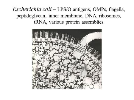 Escherichia coli – LPS/O antigens, OMPs, flagella, peptidoglycan, inner membrane, DNA, ribosomes, tRNA, various protein assemblies.