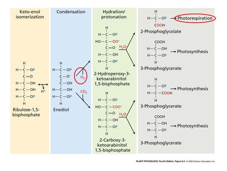 Photorespiration: * Rubisco catalyze its oxygenation ability omnipresent, even in anaerobic, autotrophic bacteria when exposed to oxygen * Loss of CO.