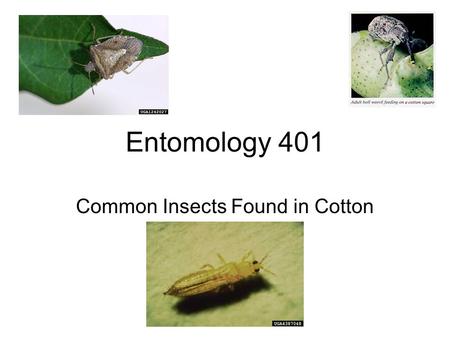 Common Insects Found in Cotton