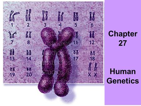 Chapter 27 Human Genetics. Chapter 27.1 Notes 3 things about chromosomes 1.Humans have 46 chromosomes in all body cells. 2.Humans have 23 chromosomes.