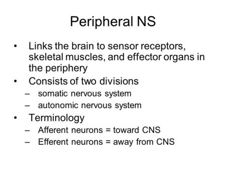 Peripheral NS Links the brain to sensor receptors, skeletal muscles, and effector organs in the periphery Consists of two divisions –somatic nervous system.