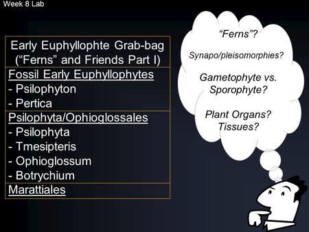 Early Euphyllophte Grab-bag (“Ferns” and Friends Part I)