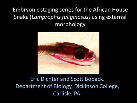 Embryonic staging series for the African House Snake (Lamprophis fuliginosus) using external morphology Eric Dichter and Scott Boback. Department of Biology,