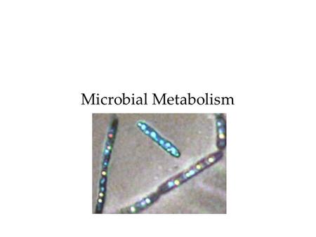 Microbial Metabolism.