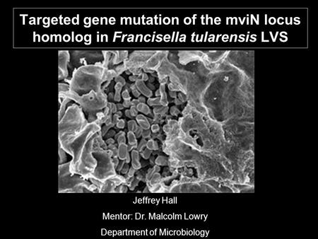 Targeted gene mutation of the mviN locus homolog in Francisella tularensis LVS Jeffrey Hall Mentor: Dr. Malcolm Lowry Department of Microbiology.