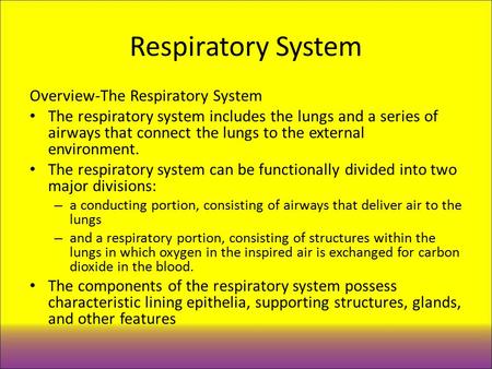 Respiratory System Overview-The Respiratory System The respiratory system includes the lungs and a series of airways that connect the lungs to the external.