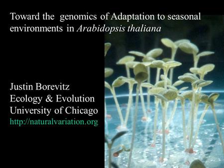 Toward the genomics of Adaptation to seasonal environments in Arabidopsis thaliana Justin Borevitz Ecology & Evolution University of Chicago
