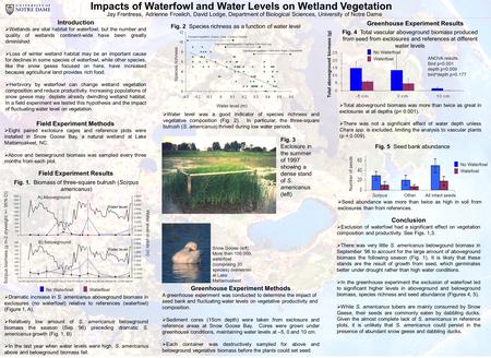 Impacts of Waterfowl and Water Levels on Wetland Vegetation Jay Frentress, Adrienne Froelich, David Lodge, Department of Biological Sciences, University.