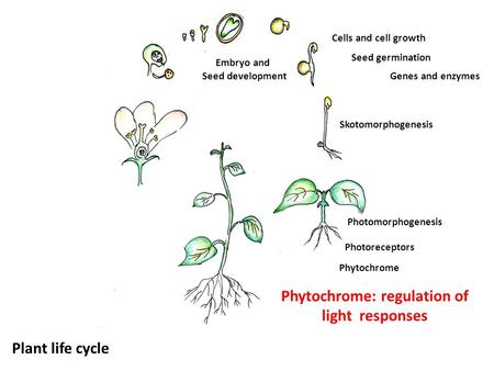 Skotomorphogenesis Seed germination Genes and enzymes Embryo and Seed development Plant life cycle Photomorphogenesis Photoreceptors Phytochrome Cells.
