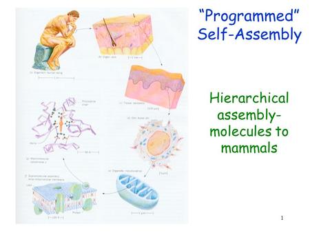 1 “Programmed” Self-Assembly Hierarchical assembly- molecules to mammals.