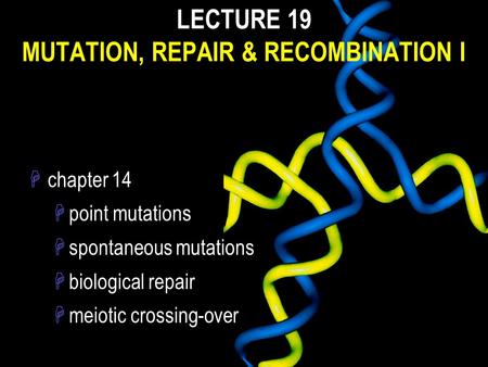 LECTURE 19 MUTATION, REPAIR & RECOMBINATION I Hchapter 14 Hpoint mutations Hspontaneous mutations Hbiological repair Hmeiotic crossing-over.