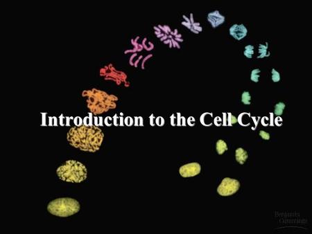 Introduction to the Cell Cycle. Learning Objectives 1.Differentiate between asexual and sexual reproduction in terms of the genetic information passed.