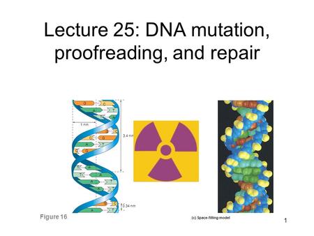 1 Lecture 25: DNA mutation, proofreading, and repair Figure 16.7a, c (c) Space-filling model C T A A T C G GC A C G A T A T AT T A C T A 0.34 nm 3.4 nm.