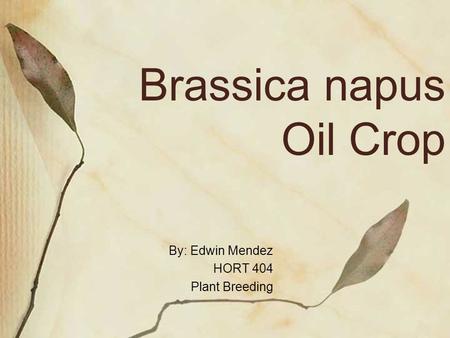 Brassica napus Oil Crop By: Edwin Mendez HORT 404 Plant Breeding.