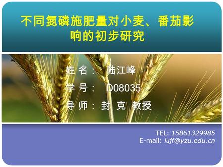 TEL: 15861329985   不同氮磷施肥量对小麦、番茄影 响的初步研究.