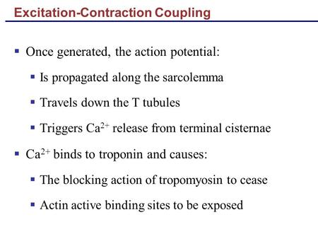 Excitation-Contraction Coupling  Once generated, the action potential:  Is propagated along the sarcolemma  Travels down the T tubules  Triggers Ca.