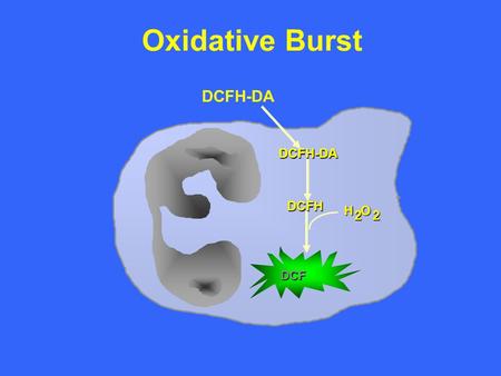 DCFH-DA DCFH-DA DCFH DCF H O 2 2 2 2 Oxidative Burst.