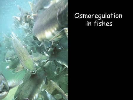 Osmoregulation in fishes. Osmosis The phenomenon of water flow through a semi-permeable membrane that blocks the transport of salts or other solutes through.