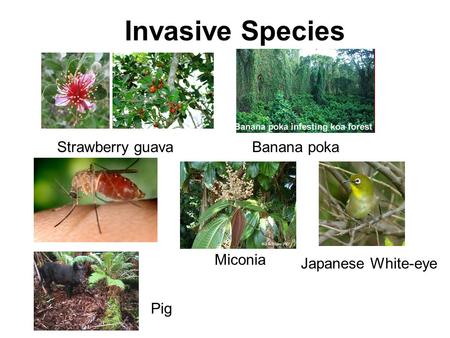 Invasive Species Strawberry guavaBanana poka Miconia Japanese White-eye Pig.