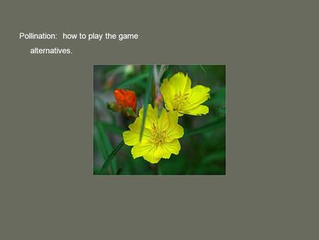 Pollination: how to play the game alternatives.. Some flowering plants have reverted to use of wind. Flowers very minimal.